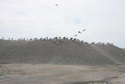 Gulls at Bivalve