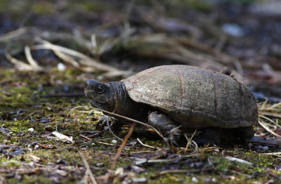 Eastern Mud Turtle