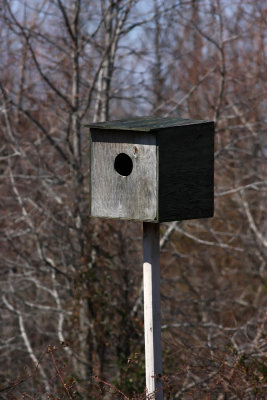 Barn Owl box?