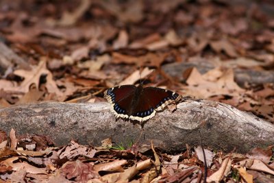 Mourning Cloak