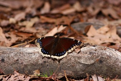 Mourning Cloak (crop of previous)