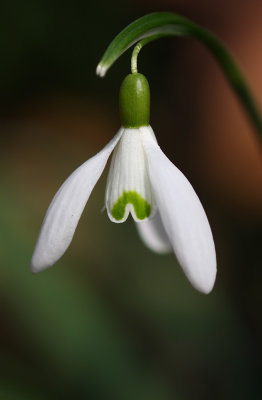 Galanthus nivalis (Snowdrops)