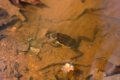 NJ Chorus Frog