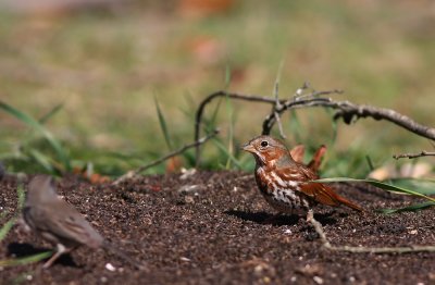 Fox Sparrow