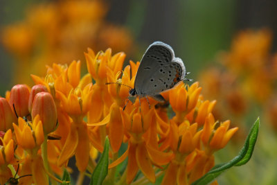 Eastern tailed Blue