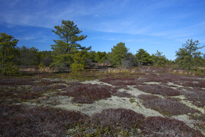 Corema conradii- Broom Crowberry habitat