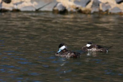 Ruddy Ducks