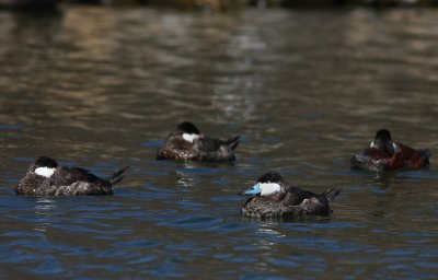 Ruddy Ducks