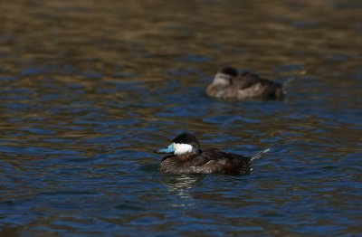 Ruddy Ducks