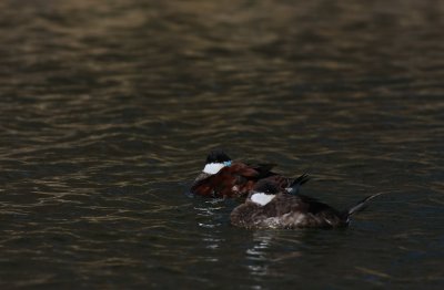 Ruddy Ducks