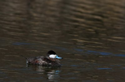 Ruddy Duck