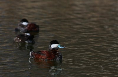 Ruddy Ducks
