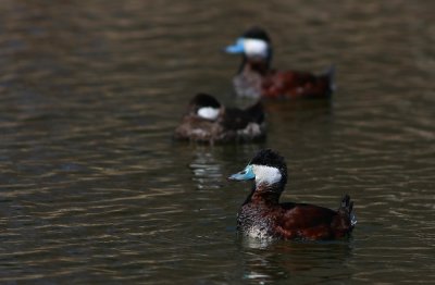 Ruddy Ducks