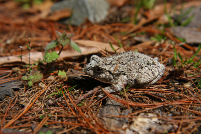 Northern Gray Treefrog