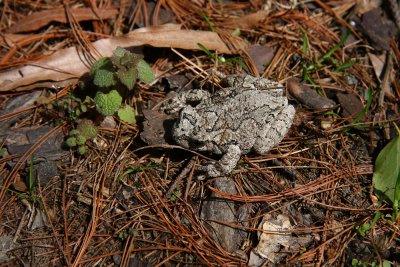 Northern Gray Treefrog