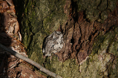 Northern Gray Treefrog