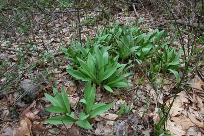 Allium tricoccum (Wild Leeks)