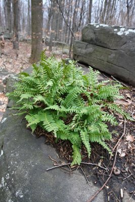 Polypodium virginianum (Rock Polypody)