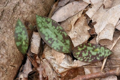 Erythronium americanum (Trout Lily)