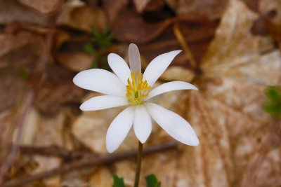 Sanguinaria canadensis (Bloodroot)