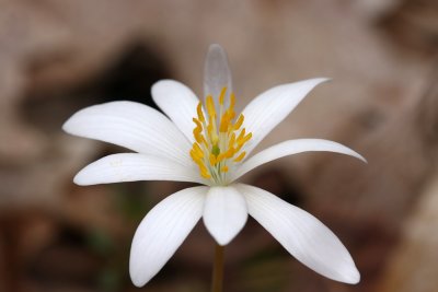 Sanguinaria canadensis (Bloodroot)