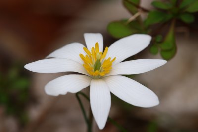 Sanguinaria canadensis (Bloodroot)