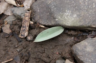 Erythronium americanum (Trout Lily)