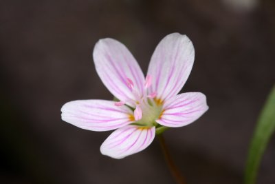 Claytonia virginica (Spring Beauty)