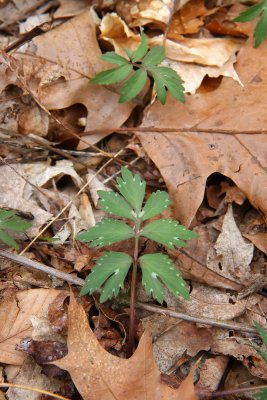 Hydrophyllum virginianum (Virginia Waterleaf)