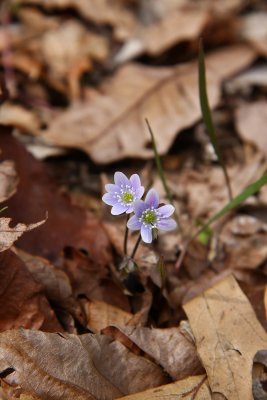 Hepatica americana (Round-lobed Hepatica)