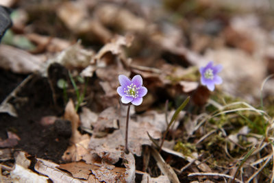 Hepatica americana (Round-lobed Hepatica)