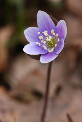 Hepatica americana (Round-lobed Hepatica)