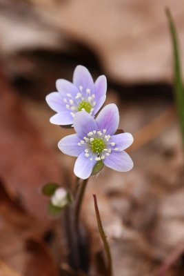 Hepatica americana (Round-lobed Hepatica)