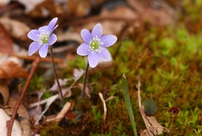Hepatica americana (Round-lobed Hepatica)