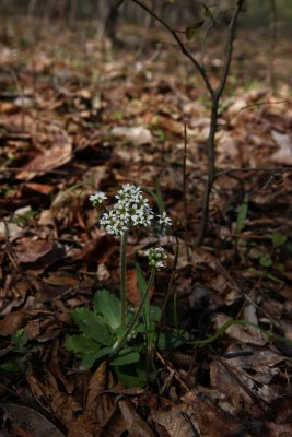 Saxifraga virginiensis (Early Saxifrage)