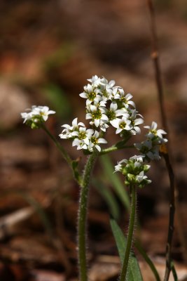 Saxifraga virginiensis (Early Saxifrage)