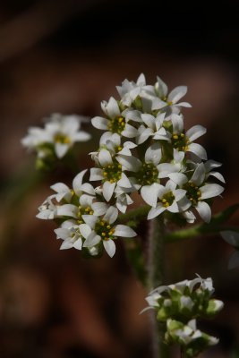 Saxifraga virginiensis (Early Saxifrage)