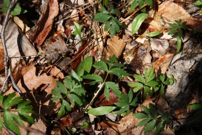 Hydrophyllum virginianum (Virginia Waterleaf)