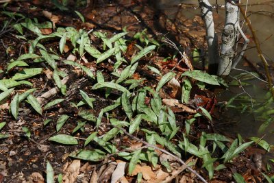 Erythronium americanum (Trout Lily)