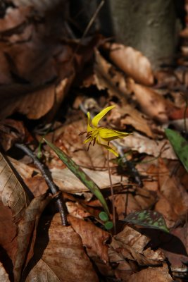 Erythronium americanum (Trout Lily)