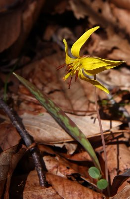 Erythronium americanum (Trout Lily)