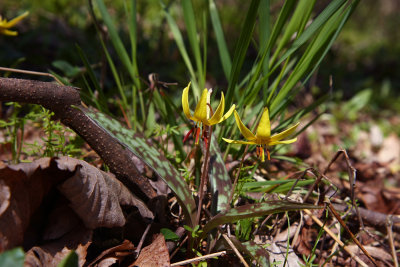 Erythronium americanum (Trout Lily)