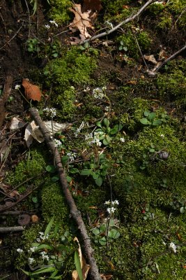 Saxifraga virginiensis (Early Saxifrage)