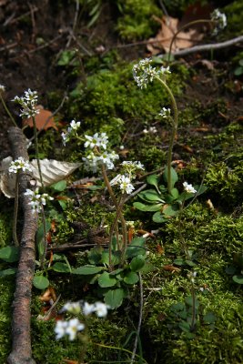 Saxifraga virginiensis (Early Saxifrage)