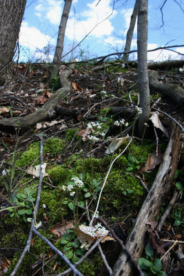 Saxifraga virginiensis (Early Saxifrage)