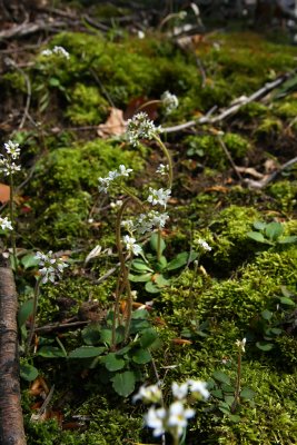Saxifraga virginiensis (Early Saxifrage)