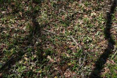 Erythronium americanum (Trout Lily)