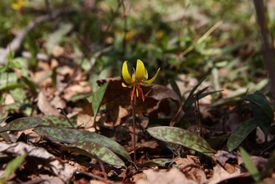 Erythronium americanum (Trout Lily)