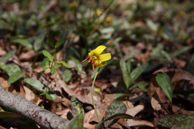Erythronium americanum (Trout Lily)