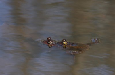 Eastern Spadefoot Toads